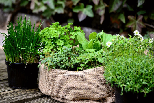 Indoor Herb Gardening: Grow Basil, Parsley, Mint, Chives, & Thyme!